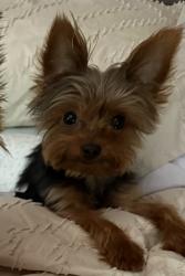 Reunited Male Dog last seen Mitchell ave, Cleburne, TX 76033