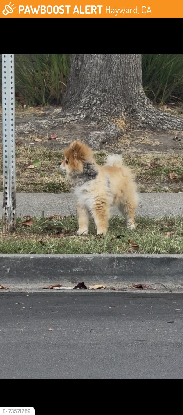 Found/Stray Unknown Dog last seen Lord Tennyson Apts near street, Hayward, CA 94545