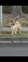 Found/Stray Unknown Dog last seen Lord Tennyson Apts near street, Hayward, CA 94545