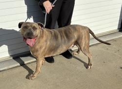 Shelter Stray Male Dog last seen Near BLOCK GREENWOOD RD, 3528 Newburg Rd, Louisville, KY 40218, USA