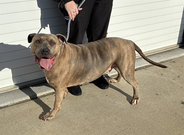 Shelter Stray Male Dog last seen Near BLOCK GREENWOOD RD, 3528 Newburg Rd, Louisville, KY 40218, USA