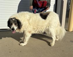 Shelter Stray Female Dog last seen Near BLOCK NATIONAL TURNPIKE STE 13, 3528 Newburg Rd, Louisville, KY 40218, USA