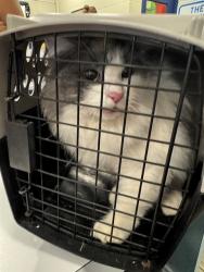 Shelter Stray Female Cat last seen FOUND ON SAINT JOSEPH, 2600 NE Perry Ave, Peoria, IL 61603, USA