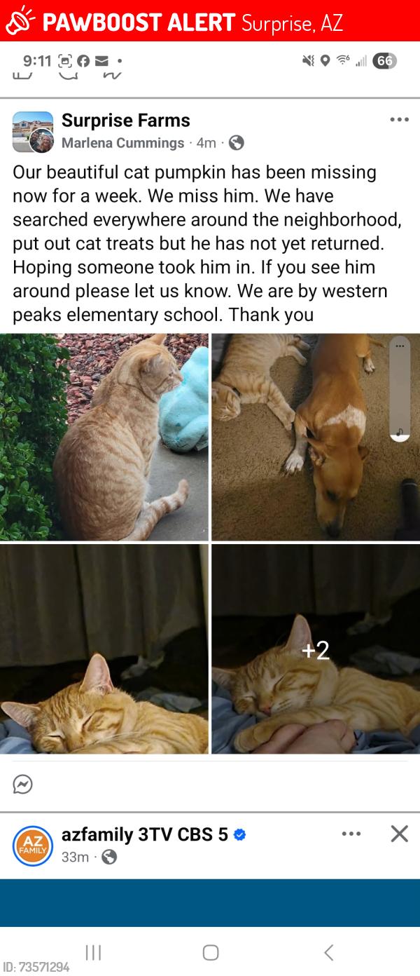 Lost Male Cat last seen Near West Desert Lane, Surprise, AZ 85388