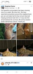 Lost Male Cat last seen Near West Desert Lane, Surprise, AZ 85388