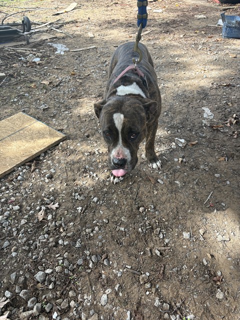 Shelter Stray Unknown Dog last seen Near BLOCK N ANDERSON RD, SPENCER OK 73084, 2811 SE 29th St, Oklahoma City, OK 73129, USA
