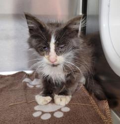 Shelter Stray Male Cat last seen Near BLOCK DEVONSHIRE ST DETROIT MI 48224, 1431 E Ferry St, Detroit, MI 48211, USA