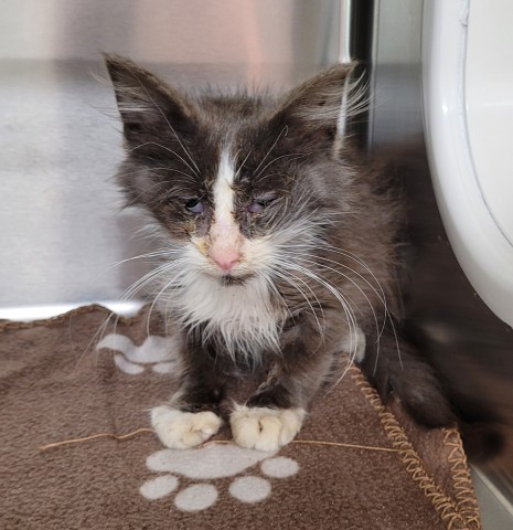 Shelter Stray Male Cat last seen Near BLOCK DEVONSHIRE ST DETROIT MI 48224, 1431 E Ferry St, Detroit, MI 48211, USA