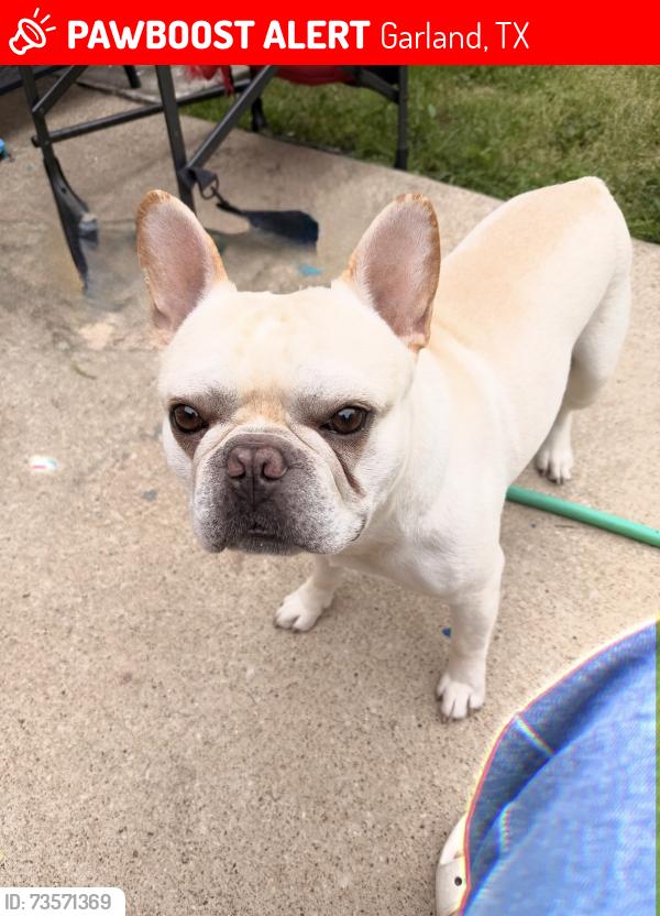 Lost Male Dog last seen Lyons Rd and Mary Jane Ln, Garland, TX 75043