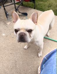 Lost Male Dog last seen Lyons Rd and Mary Jane Ln, Garland, TX 75043