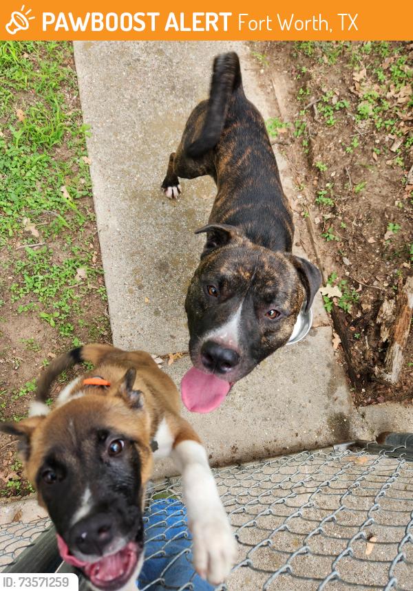 Found/Stray Male Dog last seen Meadowbrook golf course, Fort Worth, TX 76112