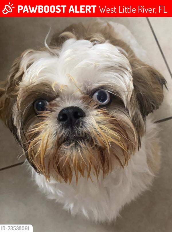 Lost Male Dog last seen NW 79TH ST & NW 10TH, West Little River, FL 33150