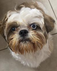 Lost Male Dog last seen NW 79TH ST & NW 10TH, West Little River, FL 33150