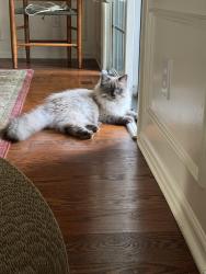 Reunited Male Cat last seen Village Run Drive/Haggerty, Northville, MI 48168