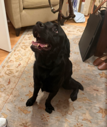 Reunited Female Dog last seen 5th street and south ivy, Arlington, VA 22204