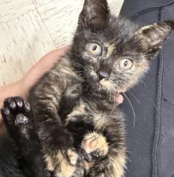 Found/Stray Female Cat last seen W Desoto st., Pensacola, FL 32501