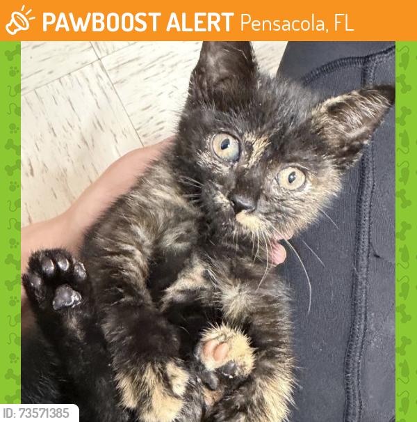 Found/Stray Female Cat last seen W Desoto st., Pensacola, FL 32501