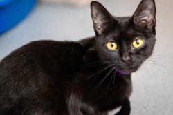 Shelter Stray Female Cat last seen W. Daisy Ln, 43528, OH, 827 Illinois Ave, Maumee, OH 43537, USA