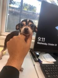 Shelter Stray Male Dog last seen Fruitvale, Oakland,, 1101 29th Ave, Oakland, CA 94601, USA