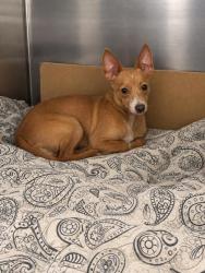 Shelter Stray Male Dog last seen , Biloxi, MS, 2615 25th Ave, Gulfport, MS 39501, USA