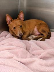 Shelter Stray Male Dog last seen , Biloxi, MS, 2615 25th Ave, Gulfport, MS 39501, USA