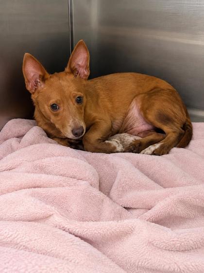 Shelter Stray Male Dog last seen , Biloxi, MS, 2615 25th Ave, Gulfport, MS 39501, USA