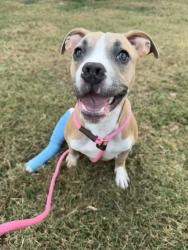 Shelter Stray Female Dog last seen Southeast Corner of Park and Goodlett, Memphis, TN, 935 Farm Rd, Memphis, TN 38134, USA