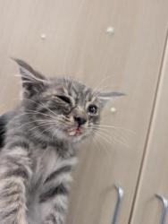 Shelter Stray Male Cat last seen Mission ave at Arden way, Sacramento County, CA, 6201 Florin Perkins Rd, Sacramento, CA 95828, USA