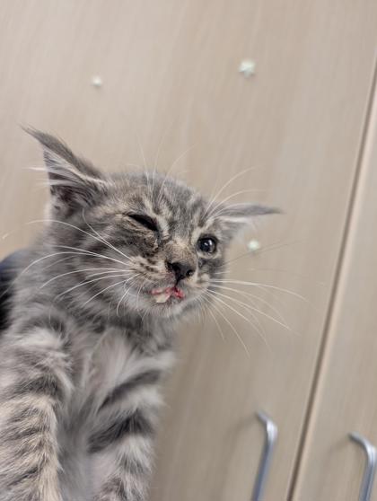 Shelter Stray Male Cat last seen Mission ave at Arden way, Sacramento County, CA, 6201 Florin Perkins Rd, Sacramento, CA 95828, USA