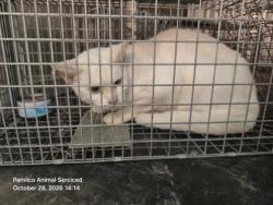 Shelter Stray Female Cat last seen bayleaf rd, Pamlico County, NC, 1639 Old Airport Rd, New Bern, NC 28562, USA