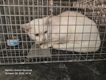 Shelter Stray Female Cat last seen bayleaf rd, Pamlico County, NC, 1639 Old Airport Rd, New Bern, NC 28562, USA