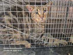 Shelter Stray Female Cat last seen bayleaf rd, Pamlico County, NC, 1639 Old Airport Rd, New Bern, NC 28562, USA