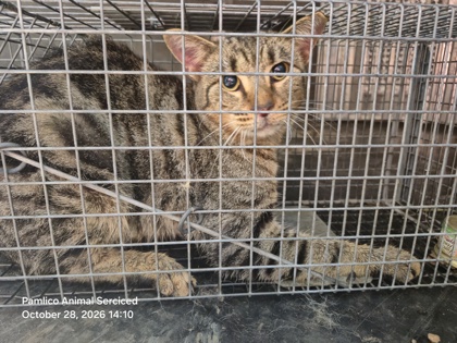 Shelter Stray Female Cat last seen bayleaf rd, Pamlico County, NC, 1639 Old Airport Rd, New Bern, NC 28562, USA