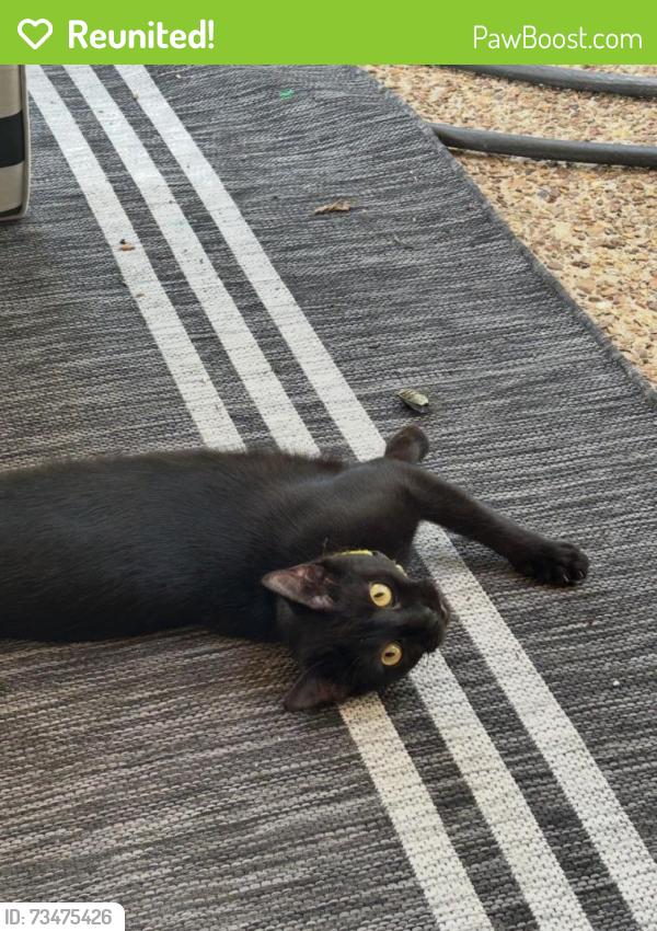 Reunited Female Cat last seen Brachton & Dogwood, Germantown, TN 38139