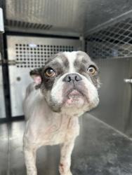 Shelter Stray Female Dog last seen Near HIGHLAWN TER, South District,, 355 Hillshire Dr, Haslet, TX 76052, USA