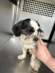 Shelter Stray Male Dog last seen Near ARIEL LN, East District, TX, 355 Hillshire Dr, Haslet, TX 76052, USA