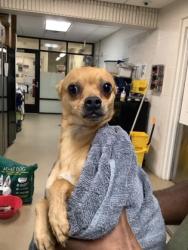 Shelter Stray Male Dog last seen , , TX, 355 Hillshire Dr, Haslet, TX 76052, USA