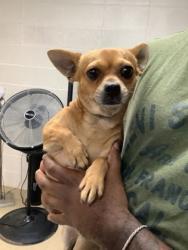 Shelter Stray Male Dog last seen , , TX, 355 Hillshire Dr, Haslet, TX 76052, USA
