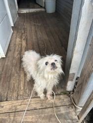 Shelter Stray Female Dog last seen Near AVE H, Central District, TX, 355 Hillshire Dr, Haslet, TX 76052, USA