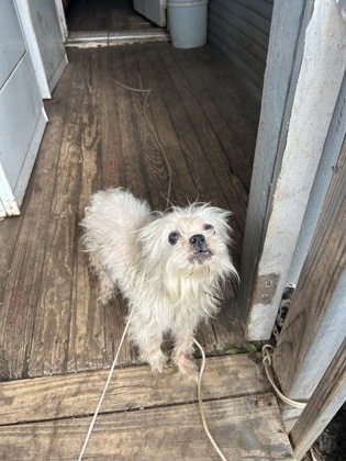 Shelter Stray Female Dog last seen Near AVE H, Central District, TX, 355 Hillshire Dr, Haslet, TX 76052, USA