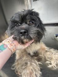 Shelter Stray Male Dog last seen Near AVE H, Central District, TX, 355 Hillshire Dr, Haslet, TX 76052, USA
