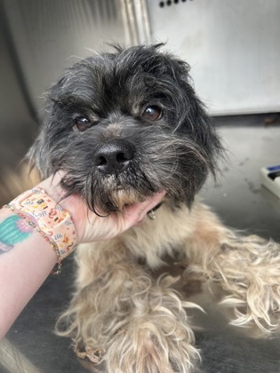 Shelter Stray Male Dog last seen Near AVE H, Central District, TX, 355 Hillshire Dr, Haslet, TX 76052, USA