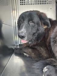 Shelter Stray Male Dog last seen Near Washington Ave, Central District, TX, 355 Hillshire Dr, Haslet, TX 76052, USA