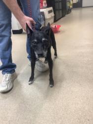 Shelter Stray Female Dog last seen , North District, TX, 355 Hillshire Dr, Haslet, TX 76052, USA