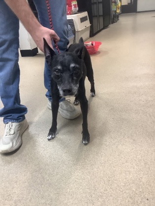 Shelter Stray Female Dog last seen , North District, TX, 355 Hillshire Dr, Haslet, TX 76052, USA