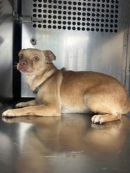 Shelter Stray Male Dog last seen Near Washington Ave, Central District, TX, 355 Hillshire Dr, Haslet, TX 76052, USA