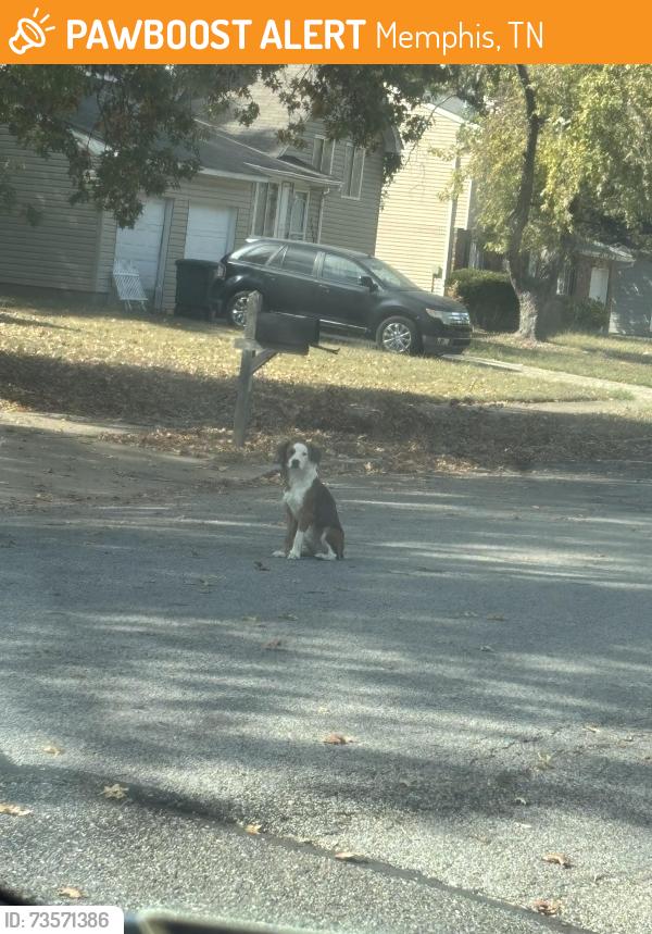 Found/Stray Male Dog last seen Isherwood & Doncaster, Memphis, TN 38125