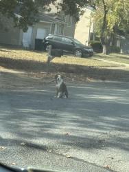 Found/Stray Male Dog last seen Isherwood & Doncaster, Memphis, TN 38125