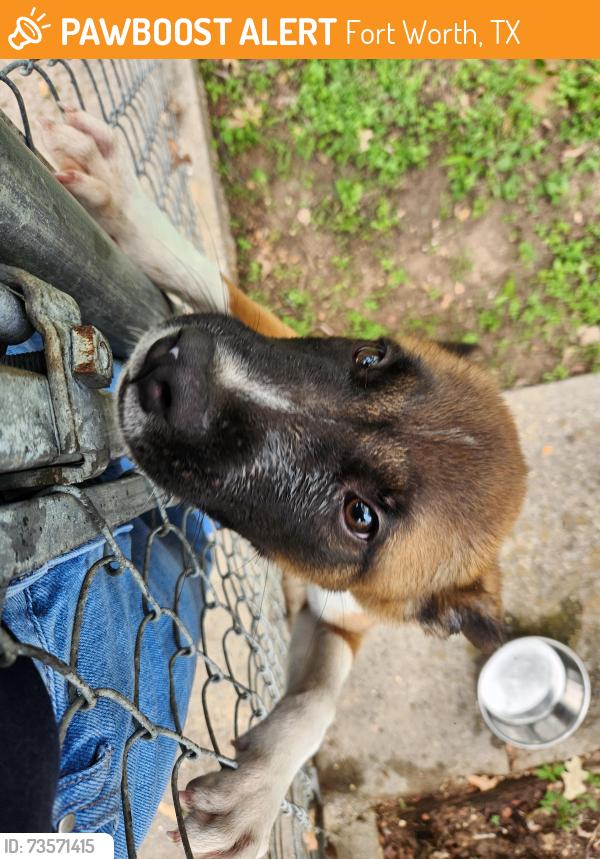 Found/Stray Male Dog last seen Meadowbrook golf course, Fort Worth, TX 76112