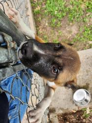 Found/Stray Male Dog last seen Meadowbrook golf course, Fort Worth, TX 76112